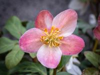 Schneerose pink hell